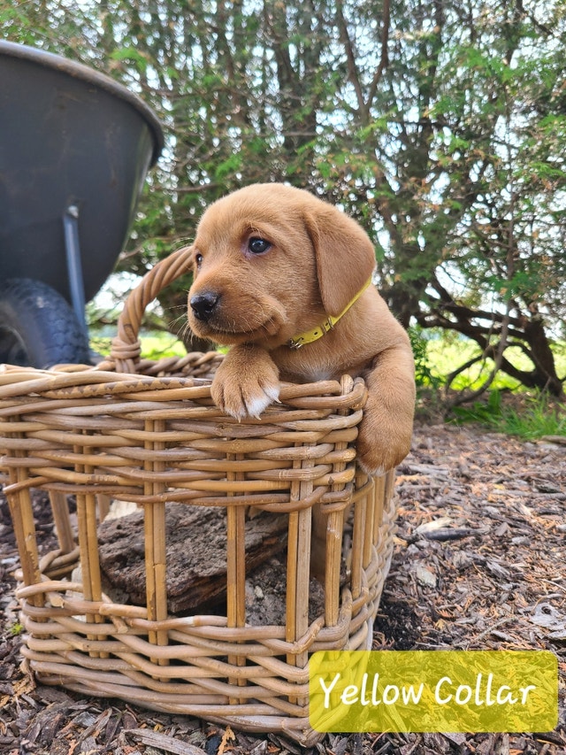 Purebred Fox Red Labrador puppies | Dogs & Puppies for Rehoming