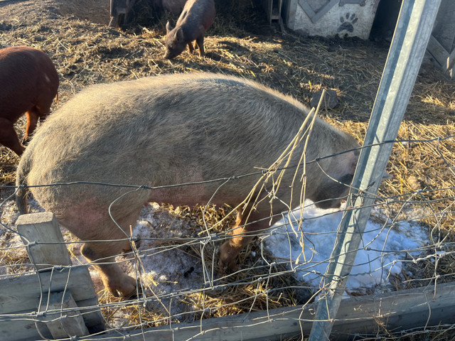 Pigs forsale in Livestock in La Ronge - Image 4