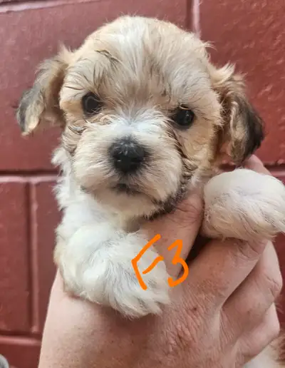 CKC Havanese puppies, View more