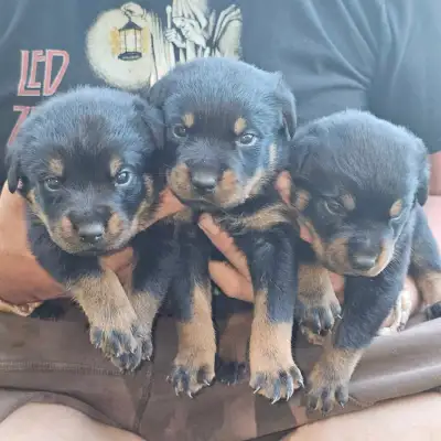 chiots rottweiler puppies, View more