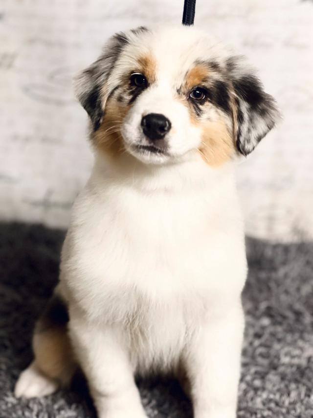 Berger australien Éleveur CERTIFIÉ PROFESSIONNEL dans Chiens et chiots à adopter  à Ville de Québec - Image 2