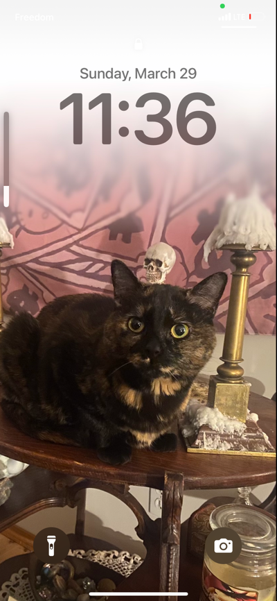 (Free) Rehoming My Cat To Loving Home, View more