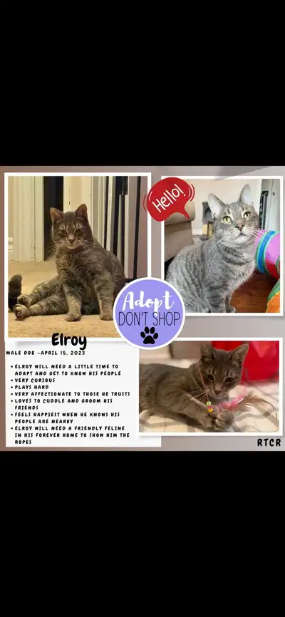 Elroy-Male cat for adoption, View more