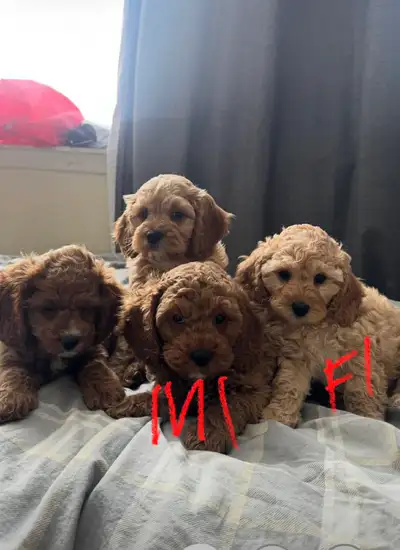Cockapoo Puppies, View more
