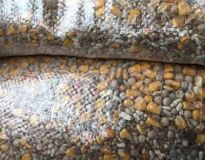 PIGEON FEED BAGS $45 each bag Approx 50lb bag Chicken hen egg layer mash Feed for chickens $4o each...