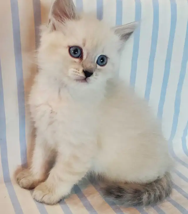 Hypoallergenic TICA Registered Siberian Kittens