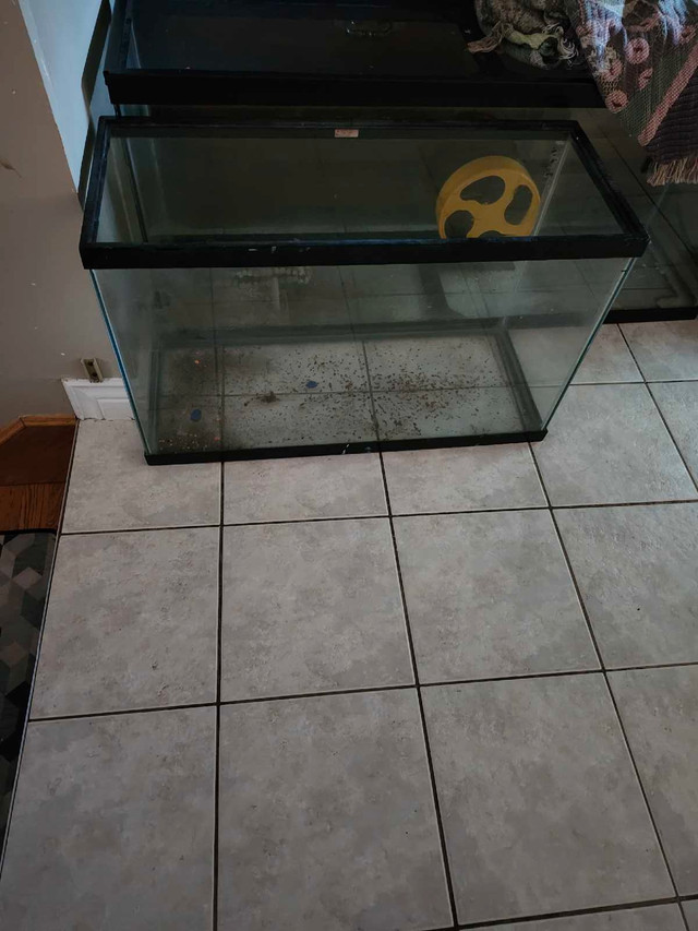 Aquariums in Fish for Rehoming in Moncton