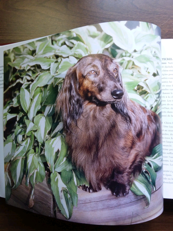 LIVRE L'ESSENTIEL DES CHIENS in Accessories in Lanaudière - Image 7