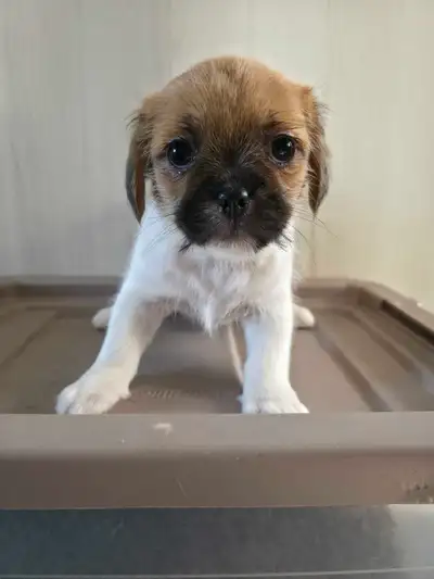 Puppies For Sale!, View more