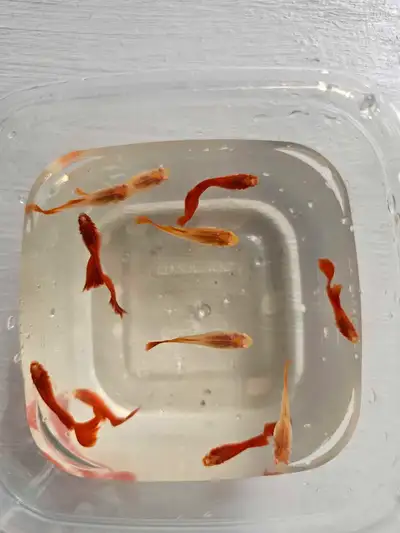 Albino Full Red Guppies , View more