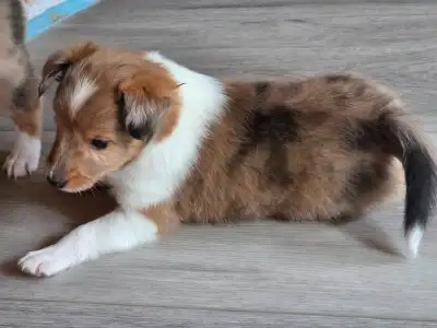 Chiots colley shetland à vendre. Notre chienne a eu une portée, car nous voulions une 2e chienne tel...