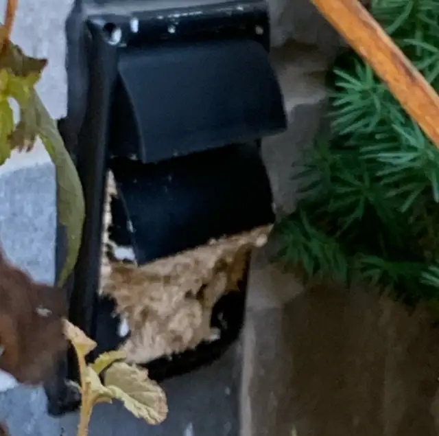 BEDBUG, MICE, COCKROACH, WASP, ANTS, PEST CONTROL645788483838741210