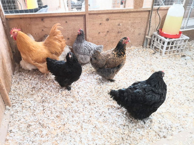 Poules,poulettes et poussins a vendre  dans Animaux de ferme  à Ville de Québec - Image 2