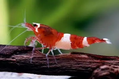 Red Panda Caridina Shrimp, View more