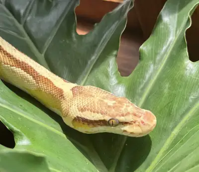 Ball pythons , View more