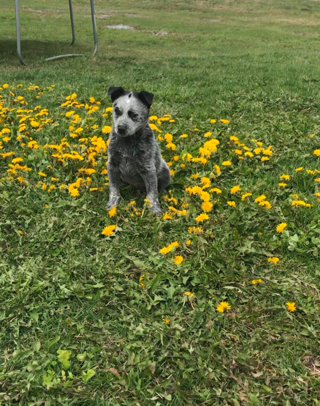 Blue Heeler puppies for sale, one left! in Dogs & Puppies for Rehoming in Winnipeg