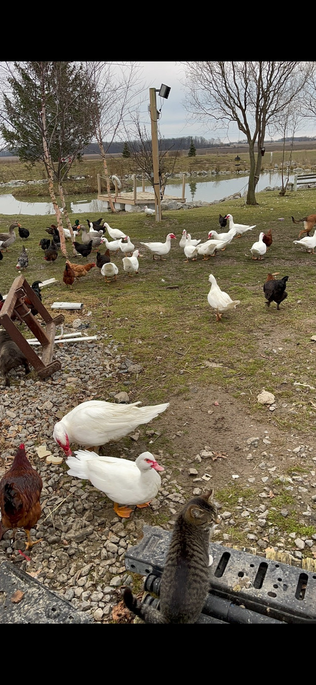 Chicken & ducks for sale in Livestock in La Ronge - Image 3