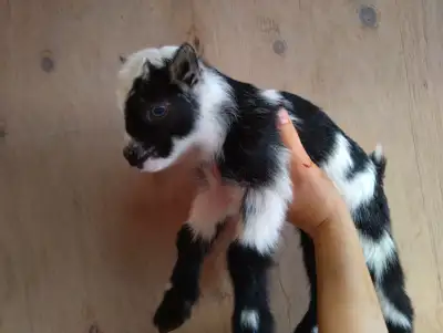 Nigerian and Pygmy Kids!, View more