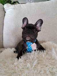 CKC Registered French Bulldog Puppies