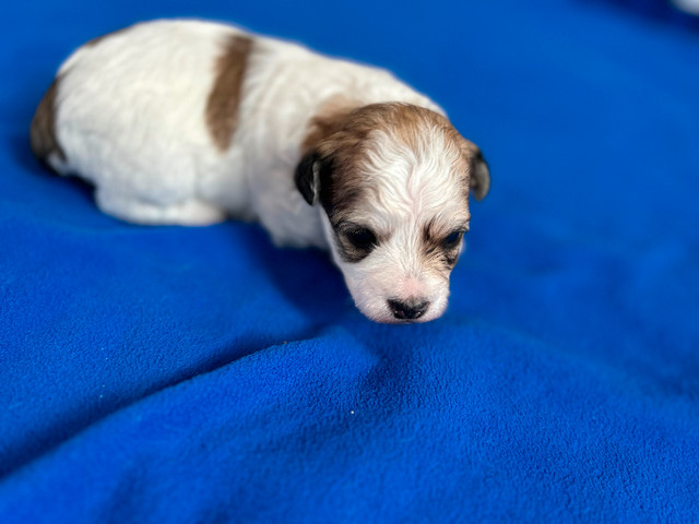 Morkie/Bichon puppy dans Dogs & Puppies for Rehoming in St. John's - Image 2