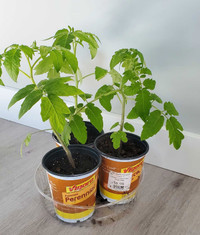 "Patio Choice" Tomato Plant/Seedlings