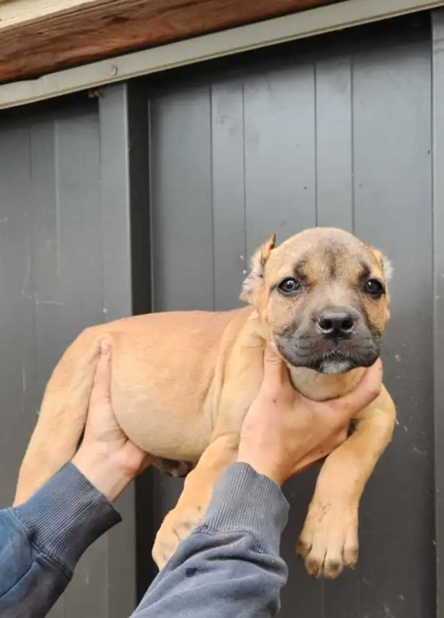 Cane Corso puppies in Dogs & Puppies for Rehoming in Owen Sound - Image 6