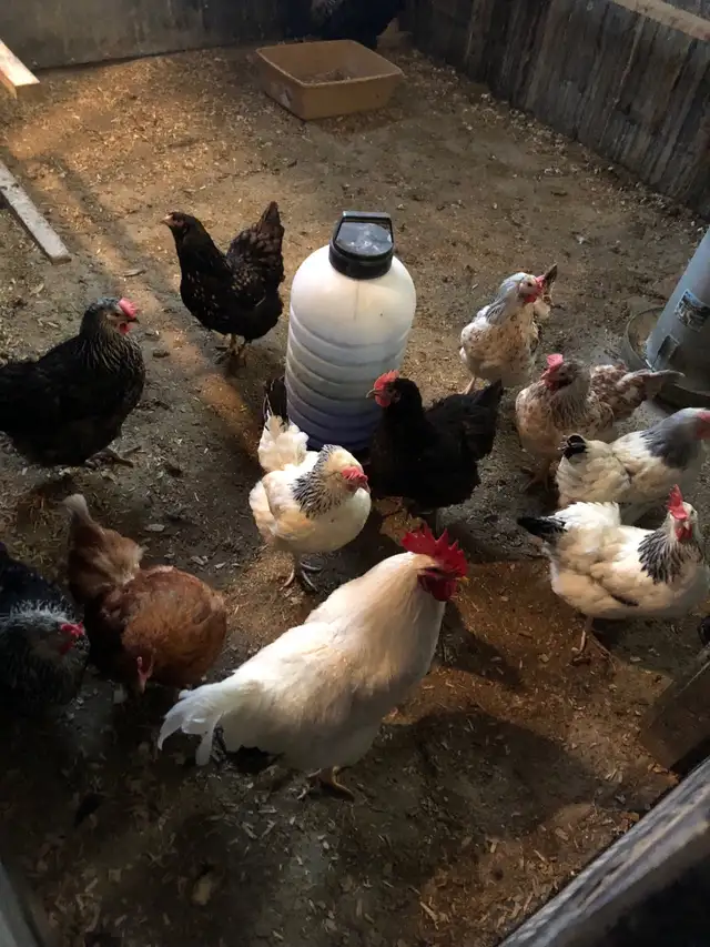 œufs féconds poules mixtes in Livestock in Sherbrooke - Image 3