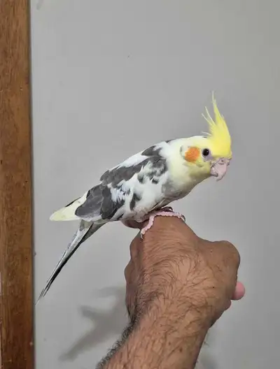 baby cockatiel available, View more