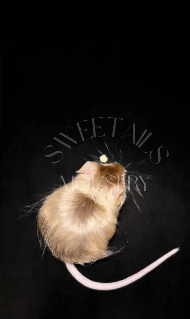 fancy mice in Small Animals for Rehoming in Ottawa - Image 11