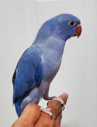 Female baby indian ringneck available