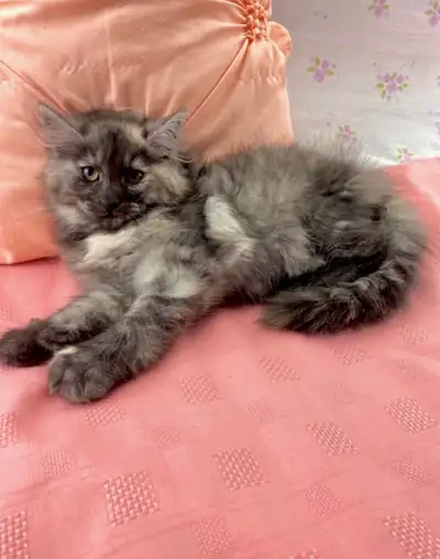 Vaccinated Maine Coon Kitten, View more