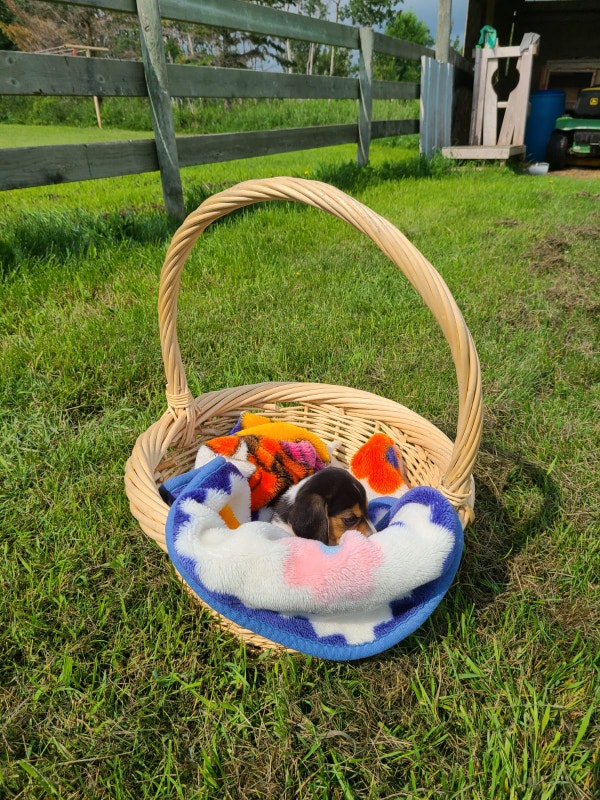 Beagle Puppies for sale Dogs & Puppies for Rehoming Winnipeg Kijiji