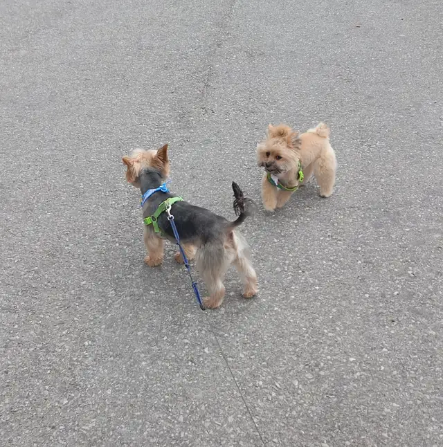 GOLDEN Yorkshire terrier 4 month girl BONNIE! in Dogs & Puppies for Rehoming in City of Toronto - Image 9