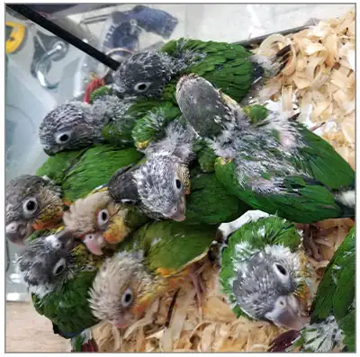 20% Off Pet Birds – Conures, Quakers, African Greys & MORE, View more