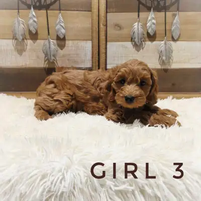 Cockapoo Puppies, View more
