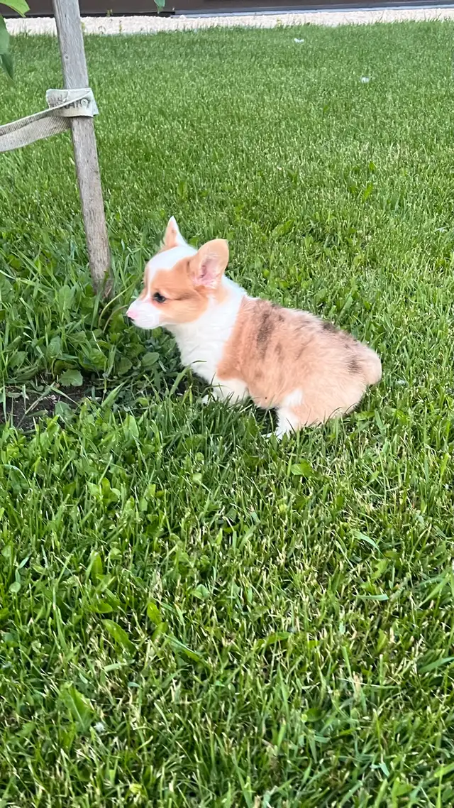 Corgi Puppy in Dogs & Puppies for Rehoming in Winnipeg - Image 4