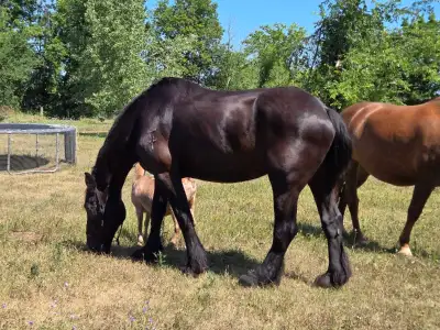 Senior draft cross companion mare, View more