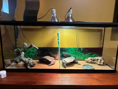 Leopard geckos, View more