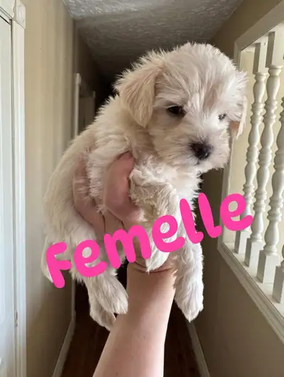 Schnauzer Puppy Chiot Mini, View more