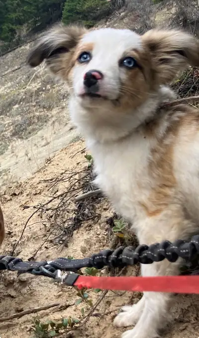 Mini Aussie Papillon pups , View more