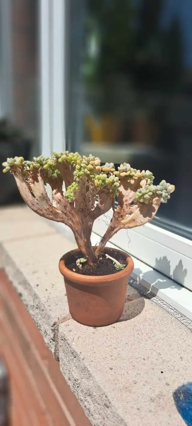 Succulent Plant in Plants, Fertilizer & Soil in Ottawa - Image 4