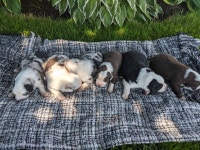 Australian Shepherd purebred puppies