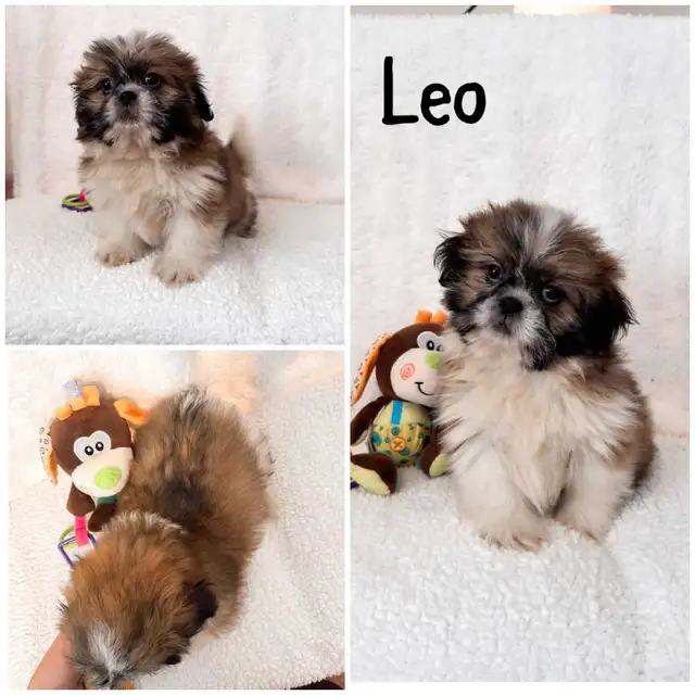 Shih tzu puppies in Dogs & Puppies for Rehoming in Winnipeg - Image 4