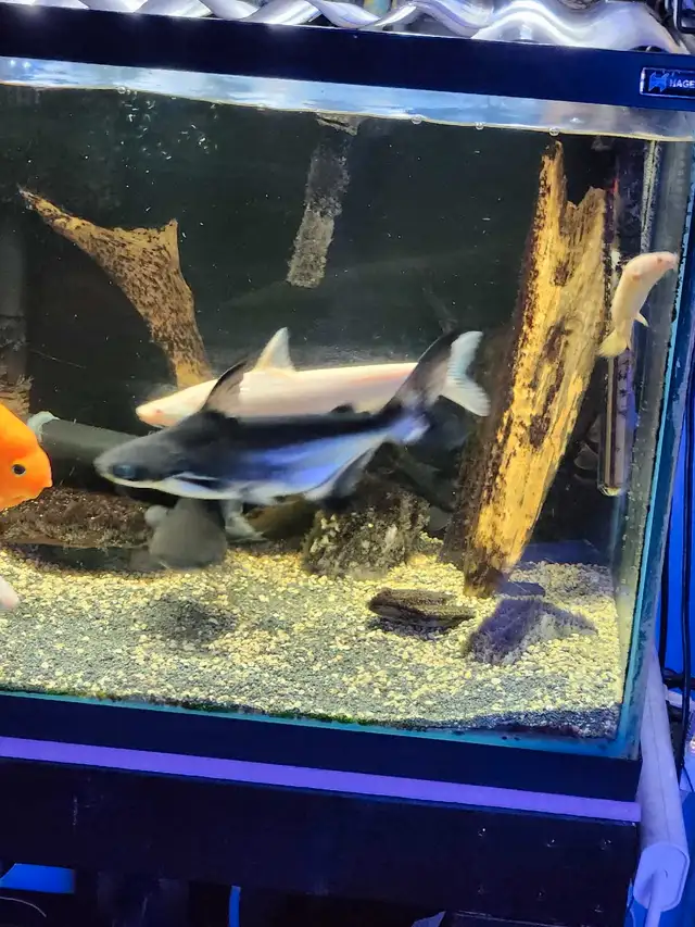 Two nice Paroon Sharks in Fish for Rehoming in Mississauga / Peel Region - Image 6
