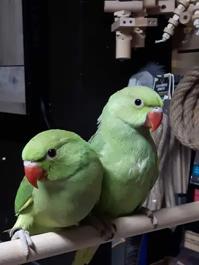 Super tame male Indian ringneck baby hand fed banded super tame, View more