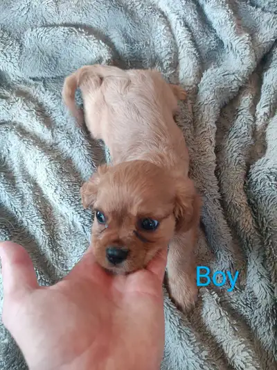 Adorable Cavalier puppies for sale, View more