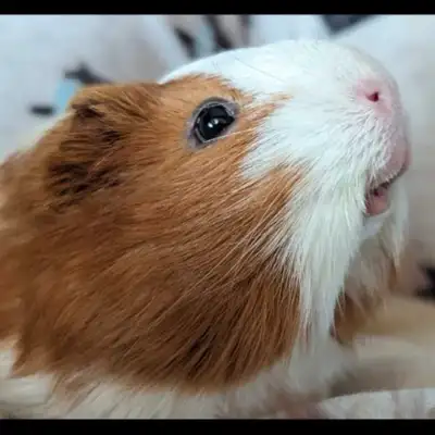 2 female Guinea Pigs + Cage , View more