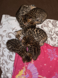 Purebred bengal kittens! 