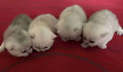  Ready Soon! Purebred British Shorthair Kittens – Rare Eye Color, View more