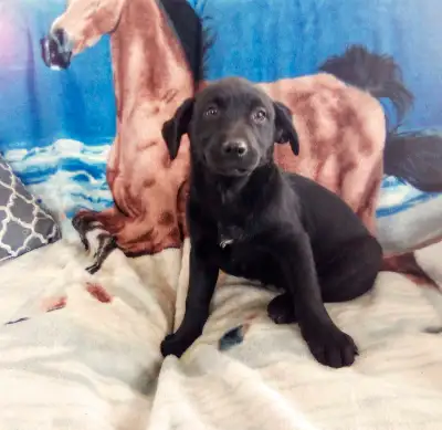 We have 2 beautiful Labrador retriever girls that are still looking for their new place to call home...